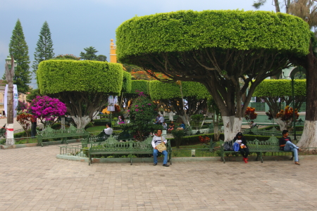 Here's  the flat top trees in Comitan's main plaza